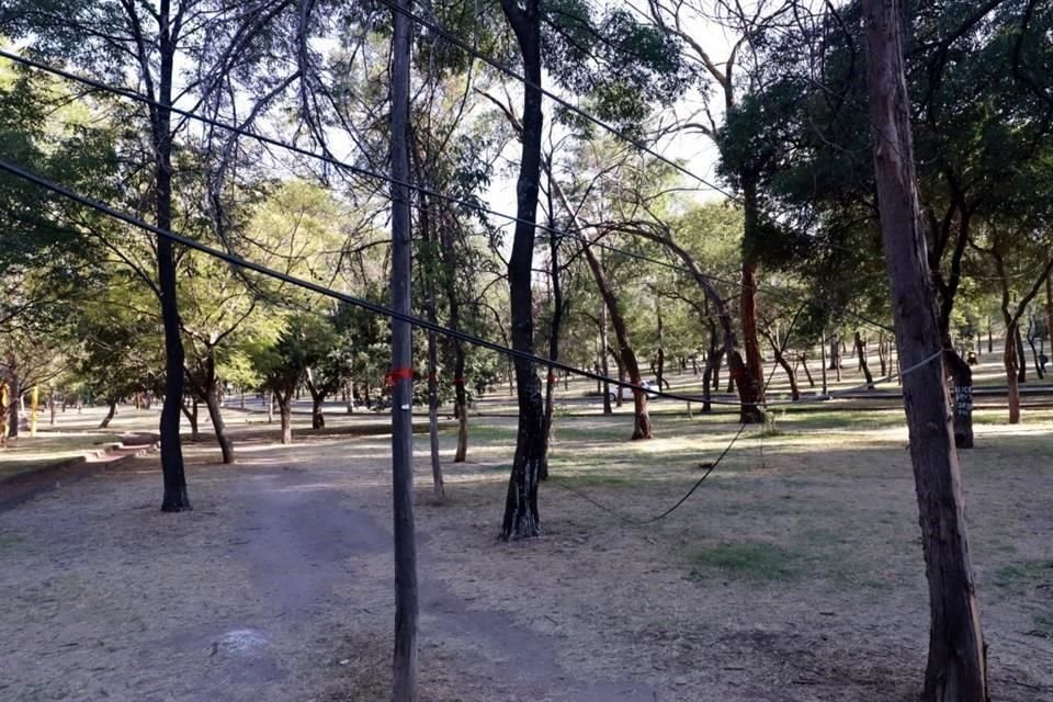 El proyecto apunta a aumentar la vegetación en el Parque Líbano.