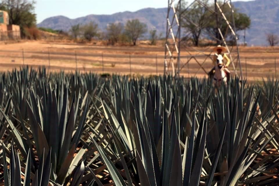 Las exportaciones de tequila de enero a mayo generaron 2 mil 300 mdd.