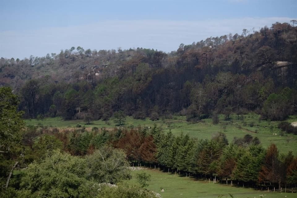 Un nuevo fraccionamiento de cabañas se intenta construir en 47 hectáreas que actualmente corresponden a bosque de pino encino, en el Municipio de Tapalpa.