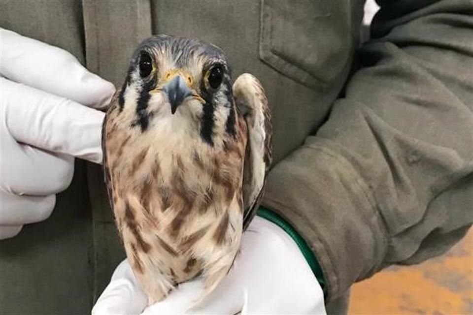 El halcón ya se encuentra con la Unidad de Rescate de Fauna Silvestre.