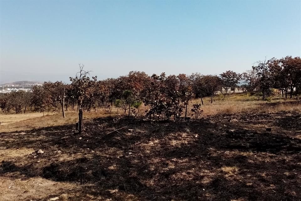 Esta zona de El Nixitcuil ha sido incendiada varias veces, y por ley,  por ley estatal, no podría urbanizarse.