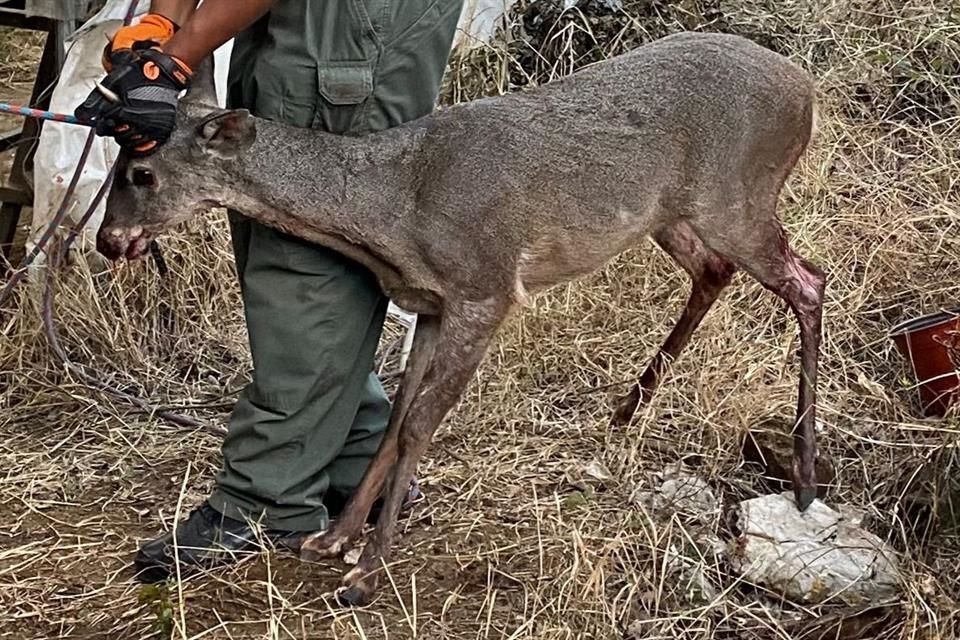 Un venado que ingresó a una escuela en Ciudad Guzmán, y que en su intento por brincar una barda se lesionó, fue curado y liberado.