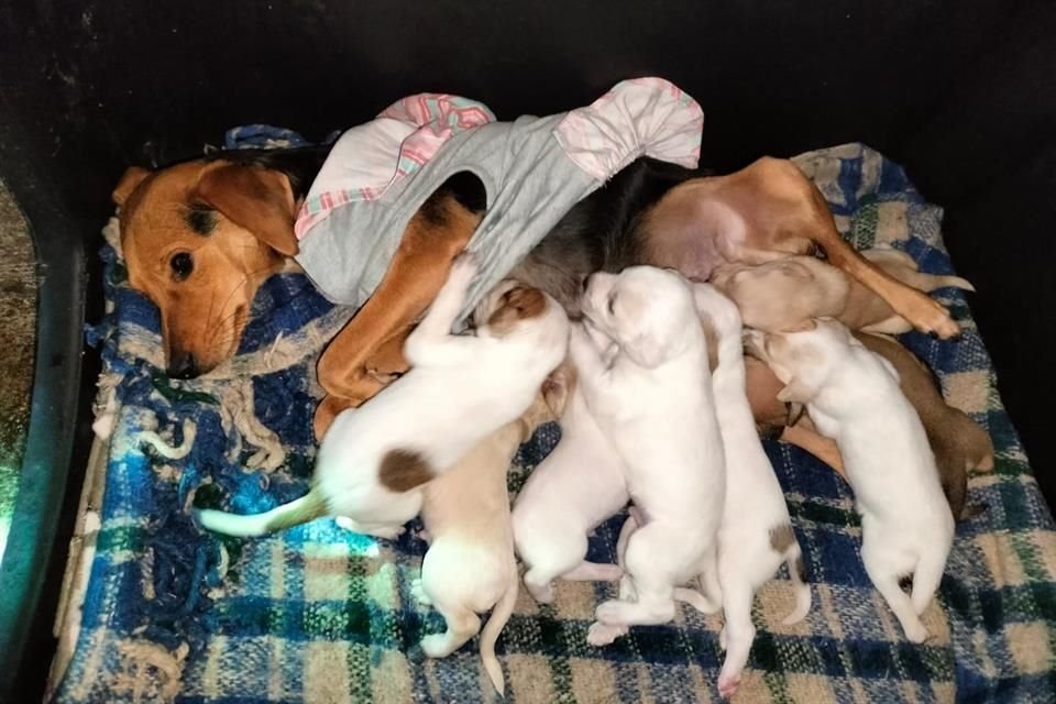El Refugio Animal Buenos Chicos busca padrinos, pues ha rescatado a 40 cachorros abandonados en las últimas semanas y le faltan recursos.