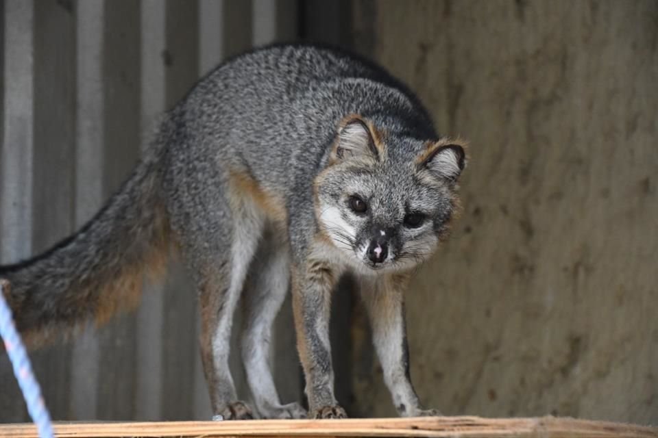 Hace siete meses 'Fénix', un zorro gris, estaba en peligro de muerte, debido a las quemaduras que sufrió en un incendio forestal.