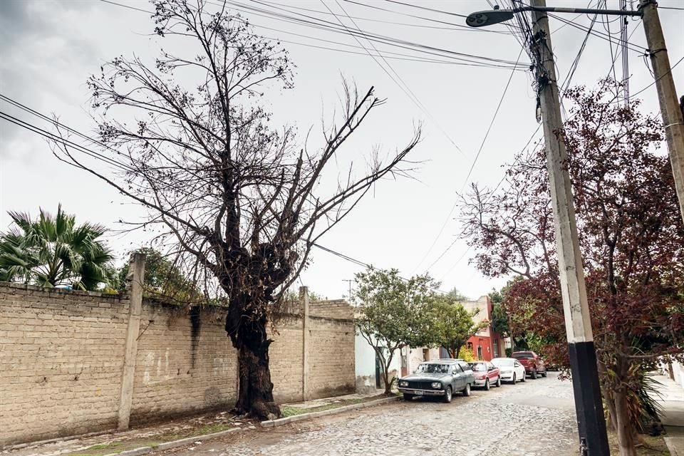 Por enfermedad o el riesgo de que caigan, Parques y Jardines de Zapopan ha retirado 836 rboles desde noviembre de 2020 a mayo 2021.