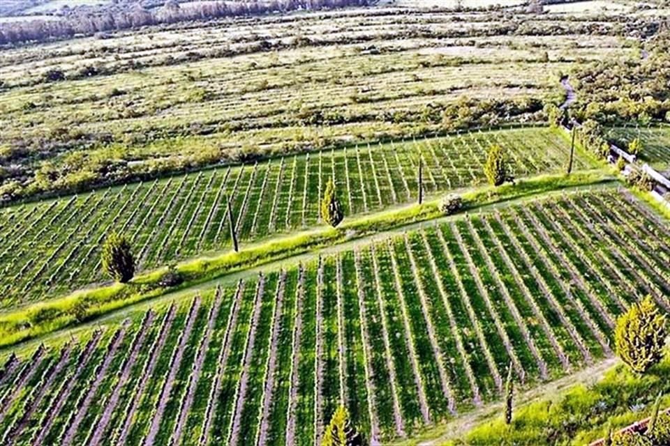 Son cuatro hectáreas de Malbec, Tempranillo, Cabernet Sauvignon y Albariño las que cosechan en la Hacienda San José del Tepozán.