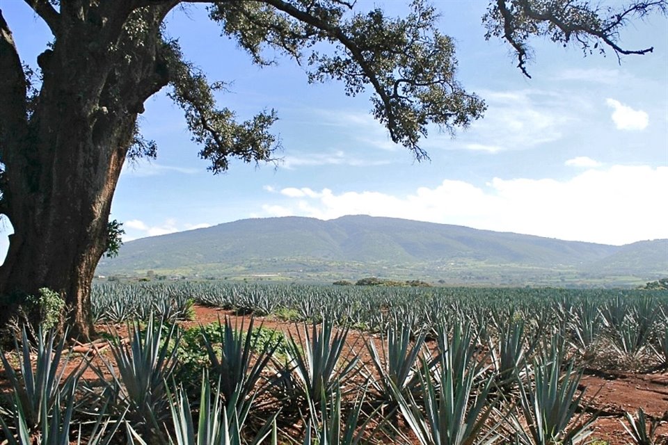 El año pasado la industria tequilera utilizó 2.2 millones de toneladas de agave, 15.7 por ciento menos que los 2.6 millones de toneladas de 2022.