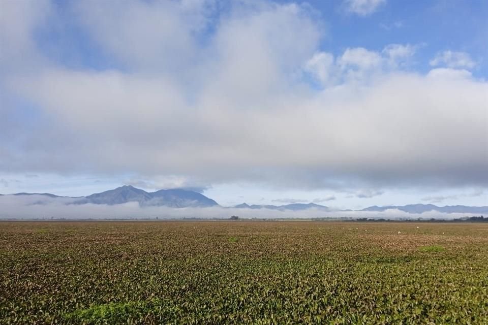 El lirio impide visibilizar el espejo de agua, a pesar de que presa La Vega está a más del 100 por ciento de capacidad.