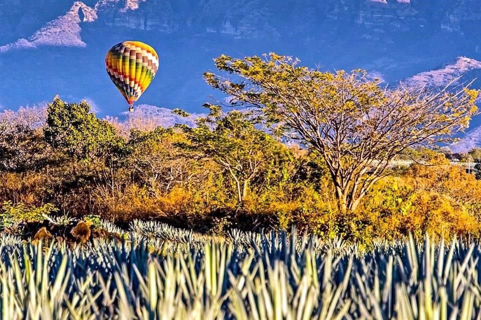 Paisaje Agavero, Amatitán, Jalisco. 