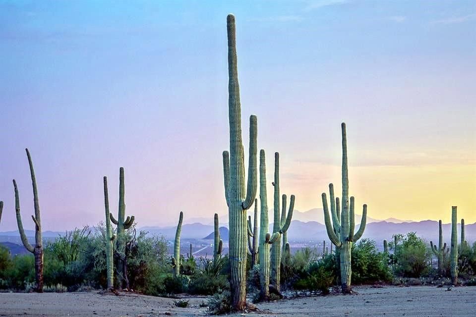 Con parques nacionales y su reconocida gastronomía, Arizona invita a gozar de sus sabores y secretos.