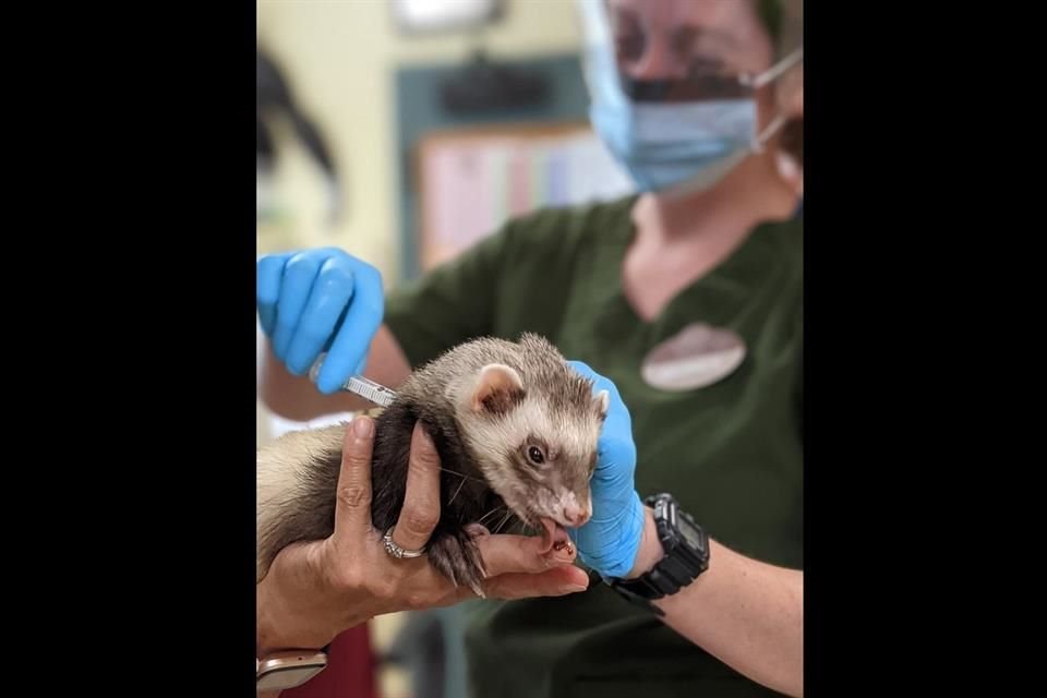 Hurones, osos y grandes felinos del Zoológico de Oakland, en EU, recibieron la vacuna experimental contra Covid-19 desarrollada por Zoetis.