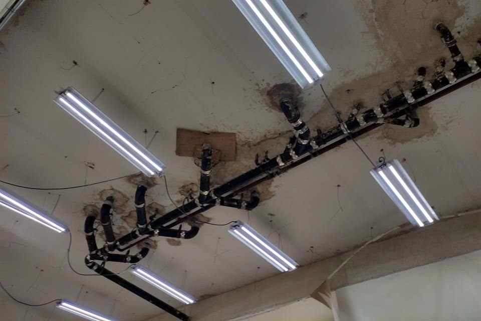 Al Supremo Tribunal de Justicia de Jalisco se lo están comiendo las termitas, pues a causa de esos insectos colapsaron plafones de una sala.