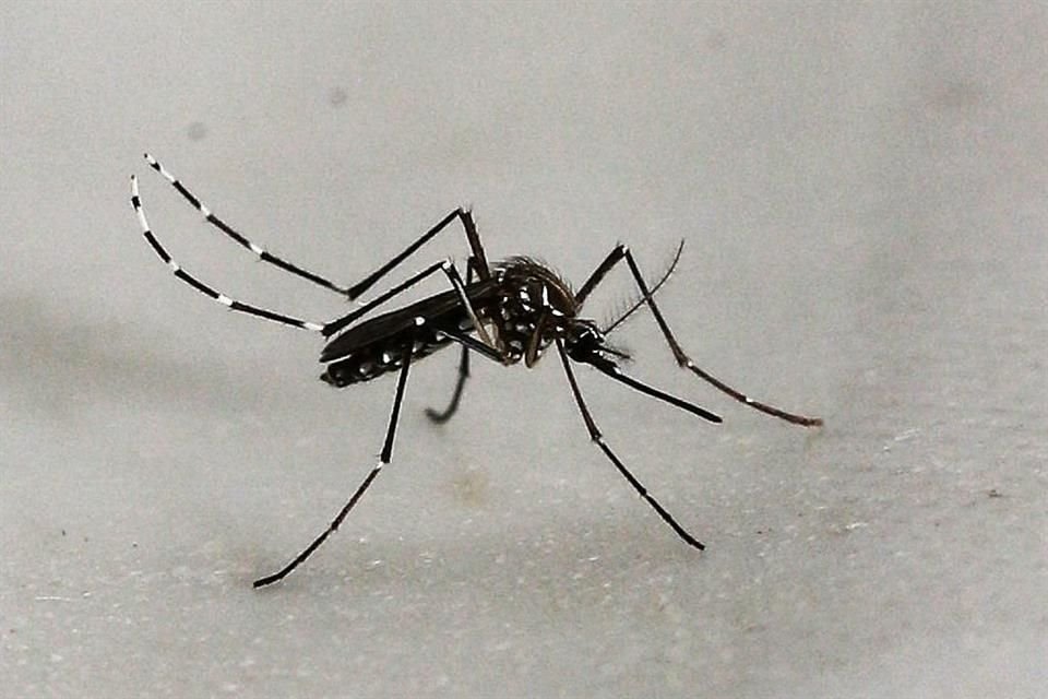 De una semana a otra en Jalisco incrementaron 40 por ciento los registros de dengue. 