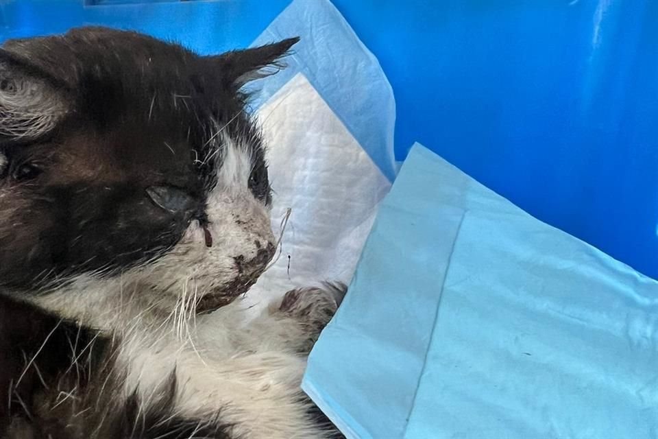 'Hercules' un gatito que rondaba la zona de Capital Norte, en Zapopan, fue pateado y perderá un ojo al que le pusieron pegamento.