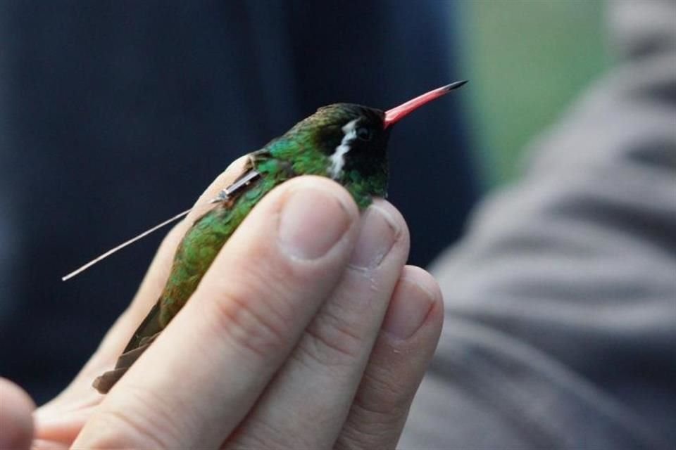 La ruta de migración de los colibríes, las aves más pequeñas, podrá ser monitoreada gracias al trabajo de investigadores del CUCSur.