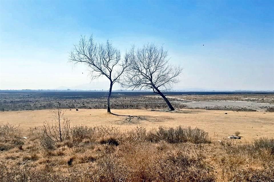 En la zona se pueden apreciar manchones de ceniza tras la quema de lirio que se hizo a principio de año.