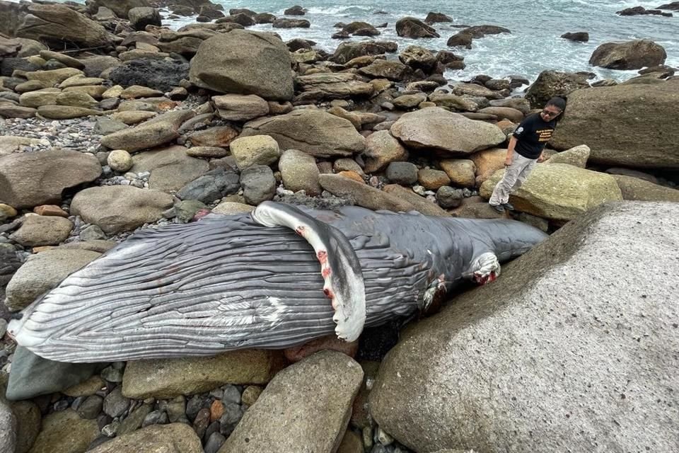 La tercera ballena muerta en Puerto Vallarta esta temporada se registró en Conchas Chinas, el animal ya muerto fue remolcado al mar para evitar un problema sanitario.