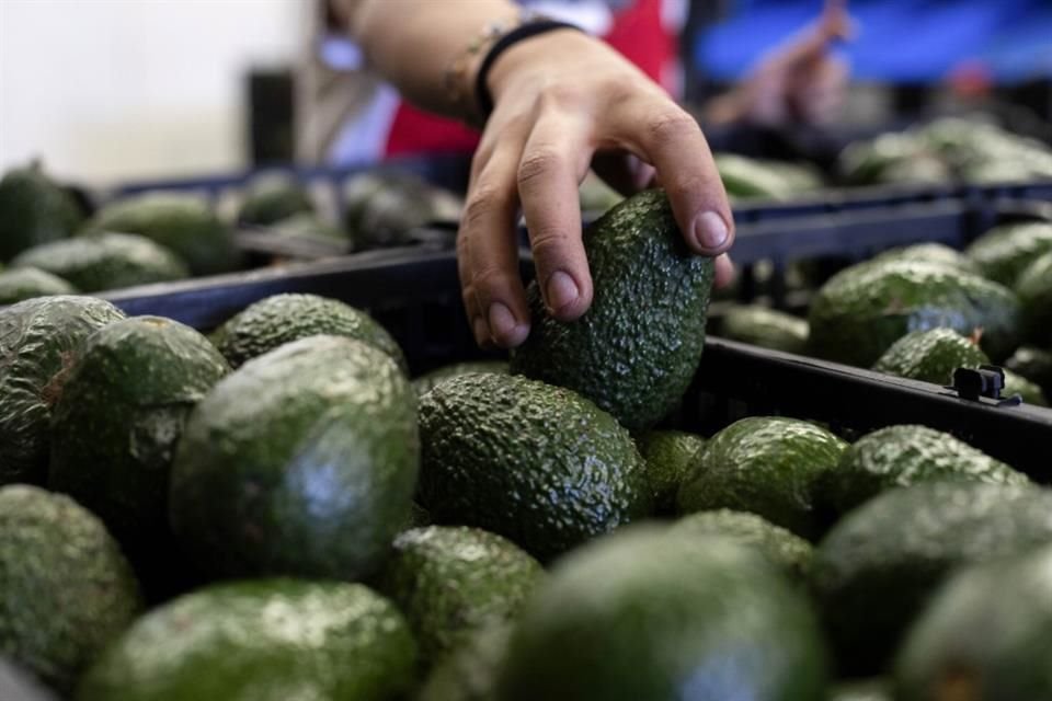 El Gobierno de EU, la Secretaría de Agricultura, el Senasica y Michoacán trabajan en el protocolo de exportación de aguacates que vetaría más de 800 huertas.