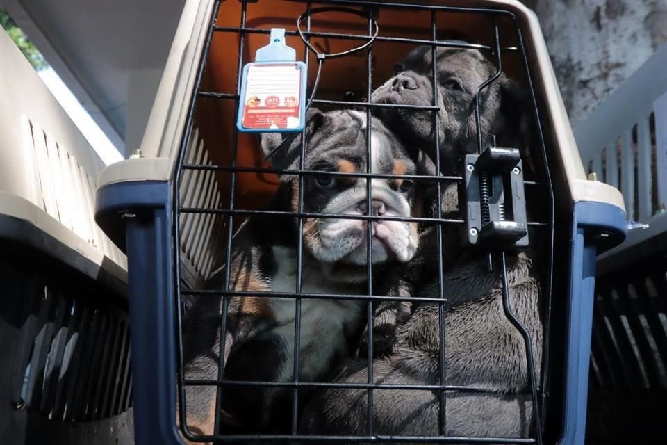 Muchas aerolíneas estipulan que para volar, la mascota debe poder ponerse de pie y girar en la jaula transportadora sin tocar los lados.