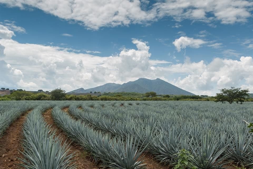 Tequila se ha convertido en un sitio en el que se dejan de lado los atractivos culturales, advierten involucrados