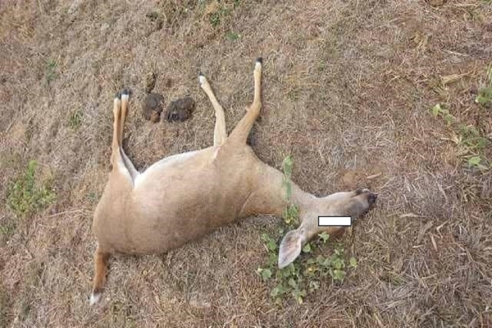 Vecinos de la población de Navidad, en Mascota, denuncian que ha aumentado la caza furtiva de fauna silvestre y ganado.