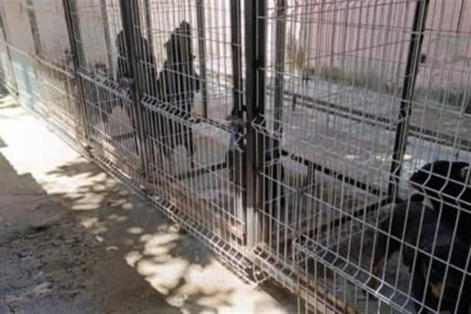 Vecinos acusan un criadero de perros ilegal en la Colonia La Perla en Guadalajara.