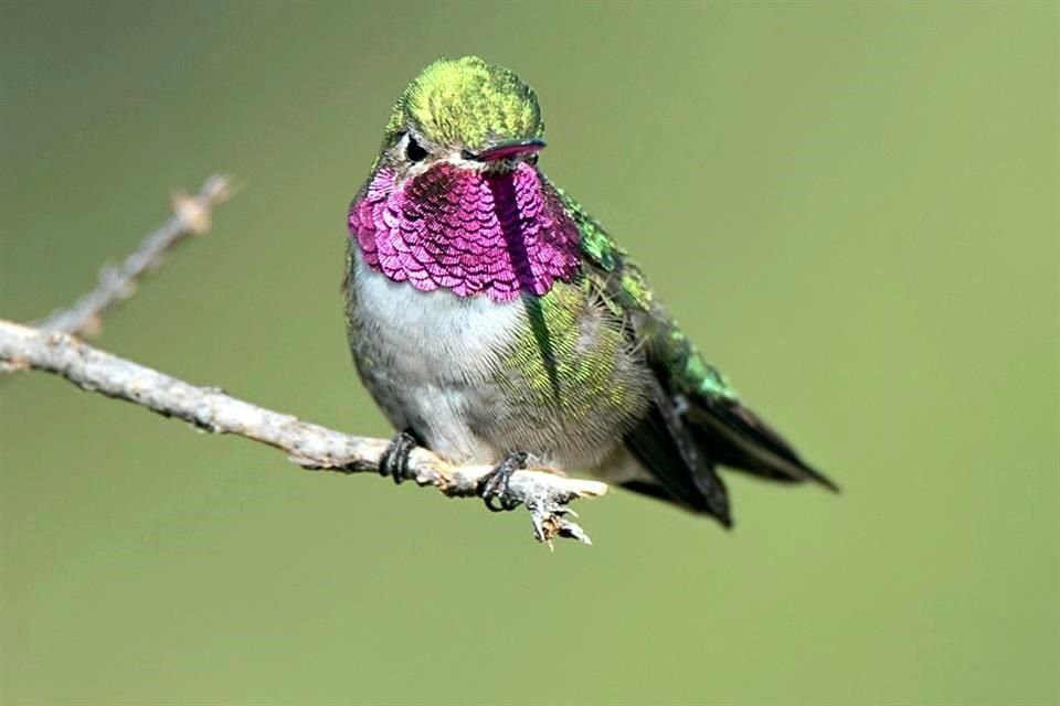 Los sonidos que emiten las aves ayudan a aprender sobre su comportamiento.