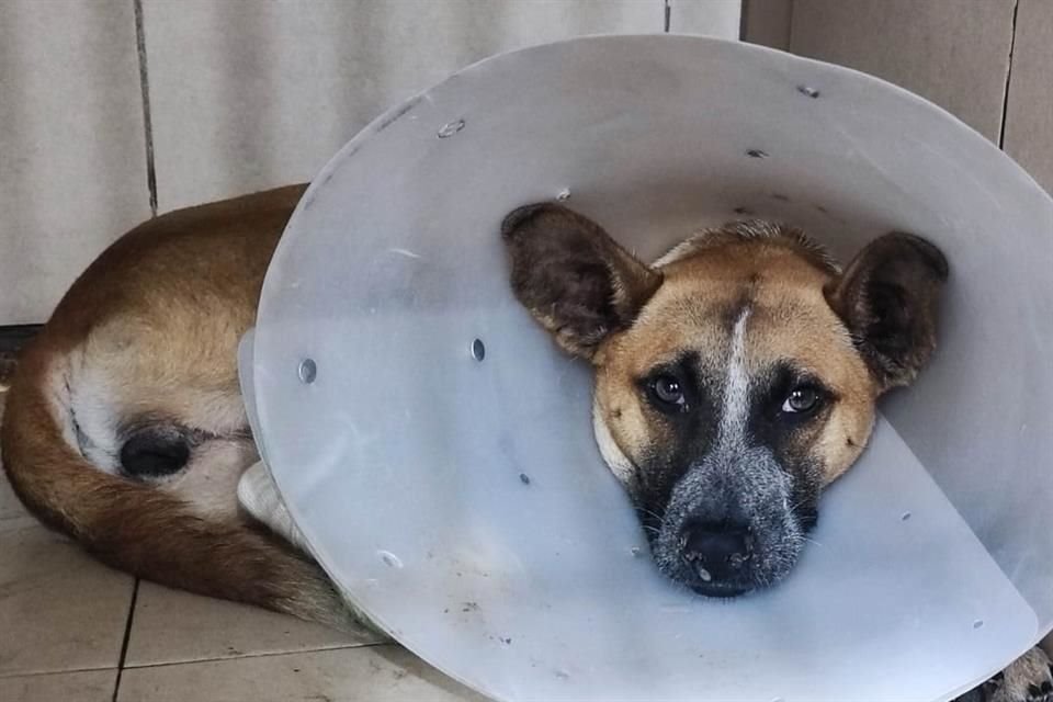 A la perrita 'Almita' la echaron de su hogar y se topó con un humano que la golpeó y le destrozó su pata trasera derecha.