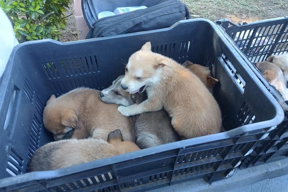 Ni las mascotas se salvan de ser vendidas sin regulación.