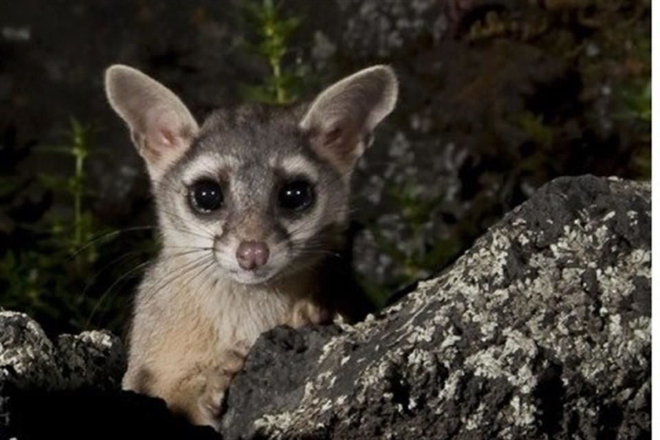 En los parques de San Álvaro y el Salesiano, ubicados en la zona de Clavería, es frecuente observar a los cacomixtles.  