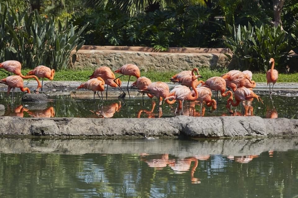 El Zoológico de Guadalajara abrirá sus puertas este lunes para que familias disfruten del asueto y visiten a los más de 5 mil ejemplares.