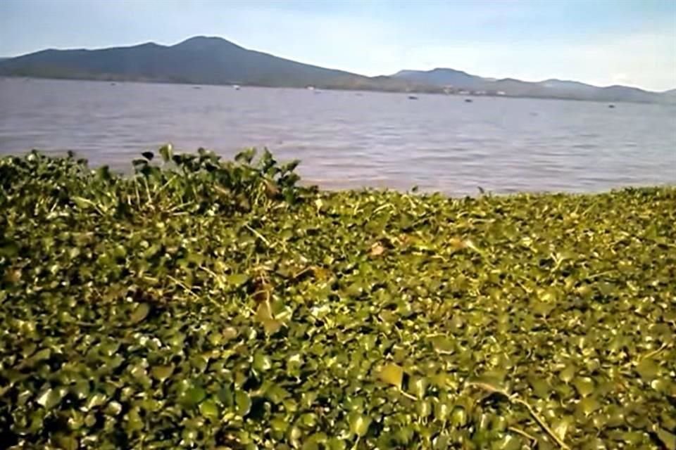 Ante posible desaparición del Lago de Pátzcuaro, activistas consideraron que es imperante tomar medidas a corto, mediano y largo plazo a través de proyectos financiados.