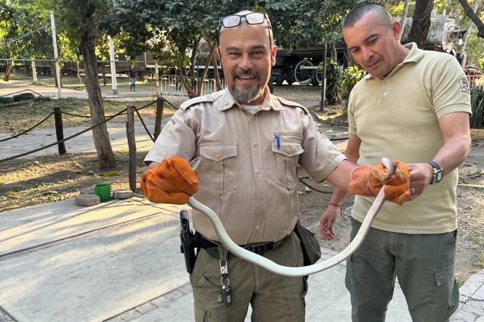 Una serpiente chirrionera fue localizada en el Parque Libertad; el ejemplar fue llevado al Parque Agua Azul para reinsertarlo a su hábitat.