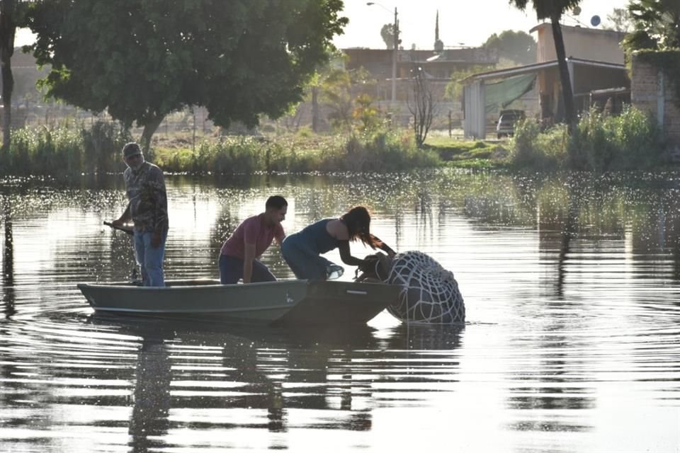 Como muestra eco-artística y a manera de protesta, fue lanzada al Río Santiago 'Medusa', una obra elaborada con cabello humano.