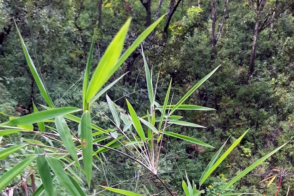 De ambas plantas hay pocos ejemplares, por lo que los especialistas alertan ante cambios de uso de suelo que podrían terminar de extinguirlas.