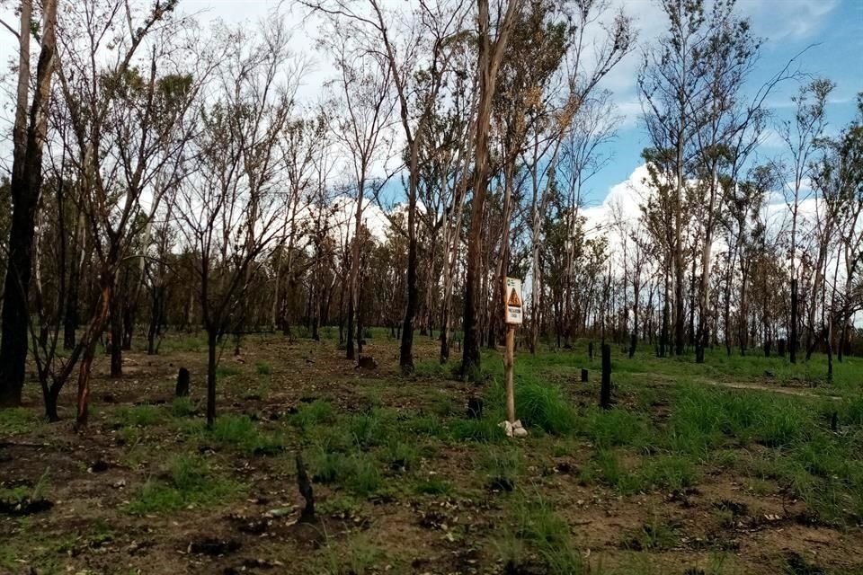 Cinco incendios forestales registrados este año en El Centinela causaron la muerte de decenas de árboles.