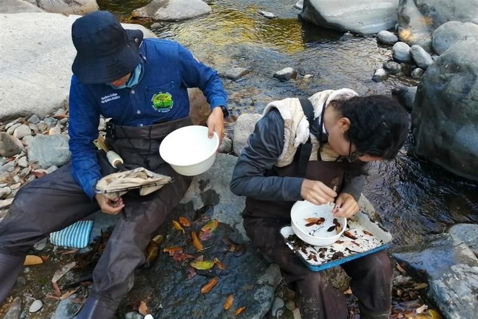 Las cuencas de los ríos Purificación y Cuitzmala, ubicados en la Costa Sur, son sus objetos de estudio.