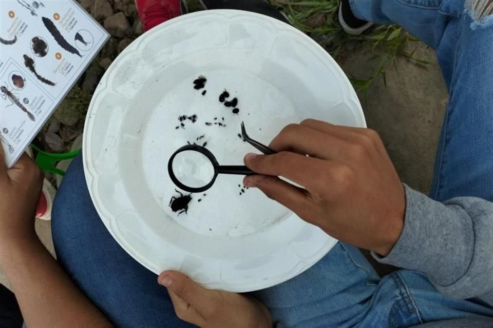 Identifican el tipo de insectos presentes en estos cuerpos de agua, mismos que dan cuenta de la calidad del agua.