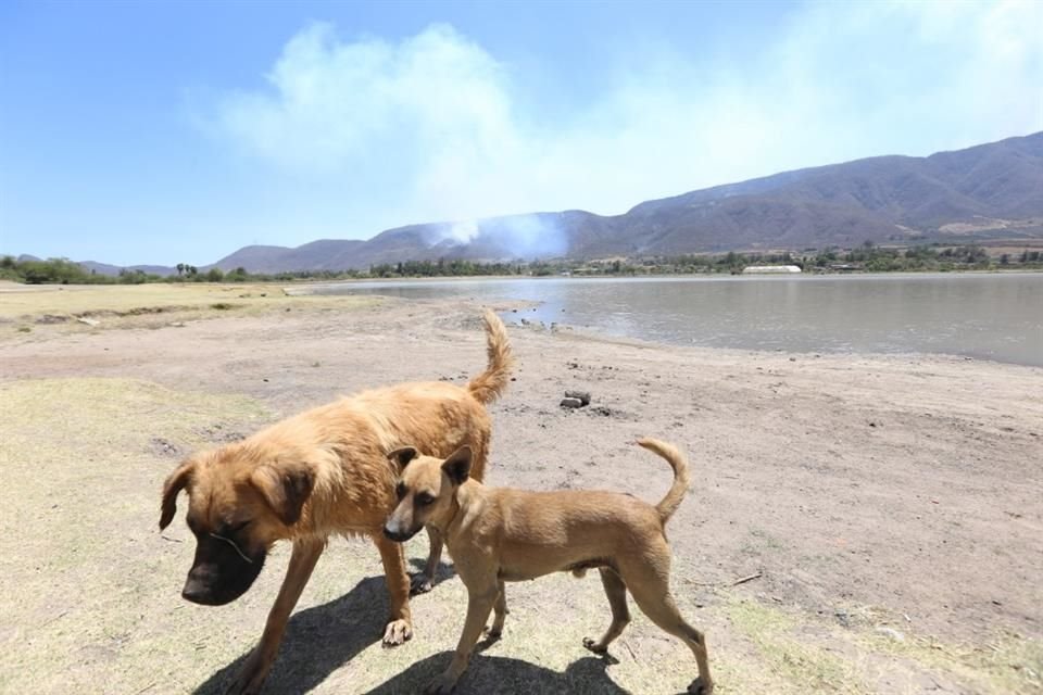 Incendios forestales afectan la flora y fauna de la zona.