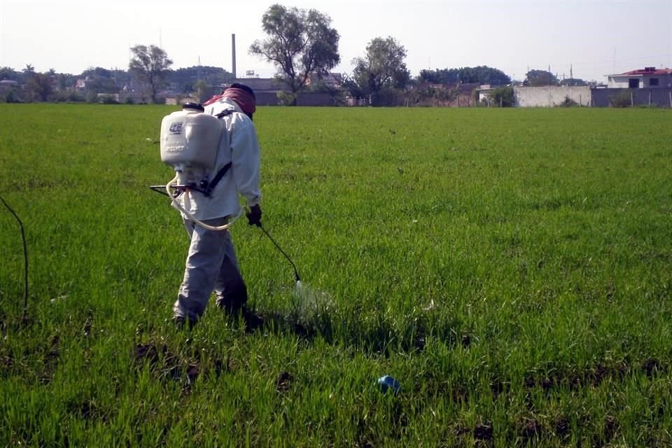 Novas proibições de pesticidas incluirão apenas vetos a moléculas que podem ser substituídas por outras mais modernas, então o glifosato seria temporariamente excluído dessa medida.