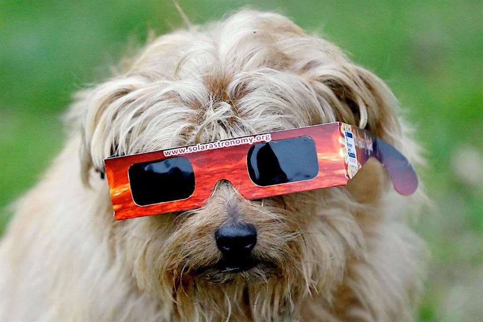 Si su mascota ve directamente el eclipse también puede afectar su vista permanentemente.