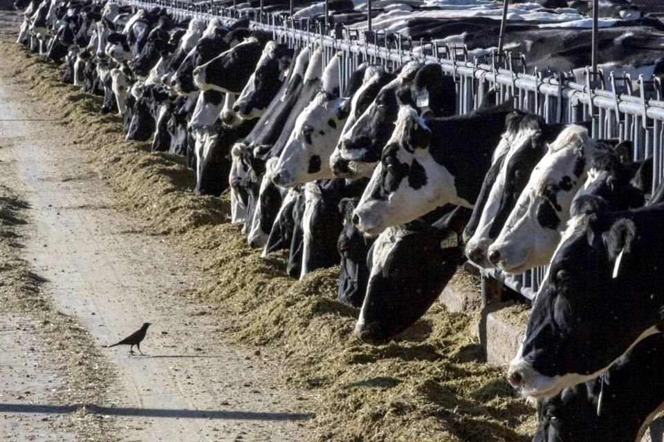 El Secretario de Agricultura, Víctor Villalobos, anunció que se estableció en 11.05 pesos por litro el precio de garantía para la leche.