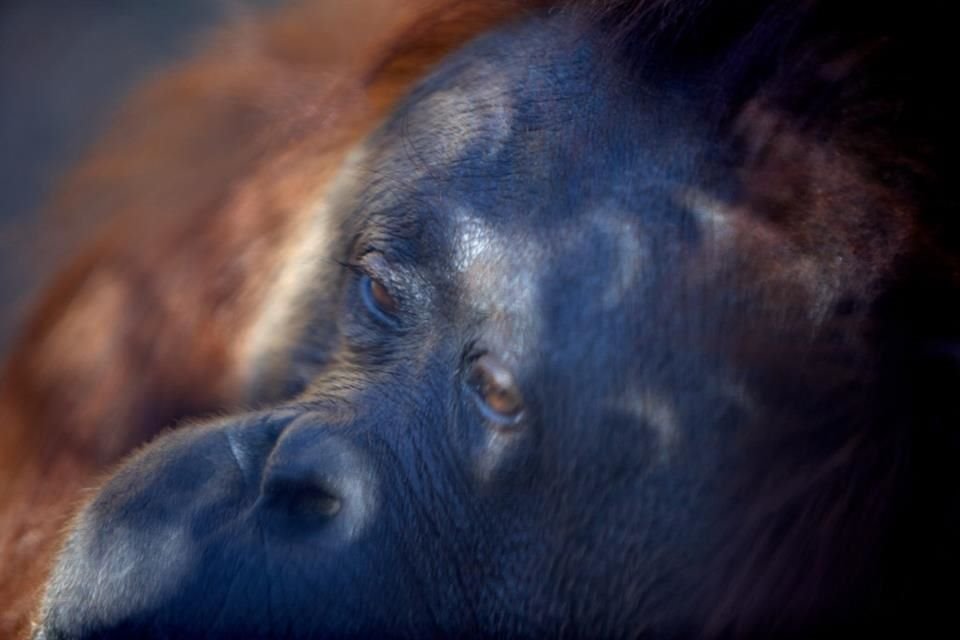 El comportamiento de los animales se vio afectado por el eclipse solar que se registró este lunes.