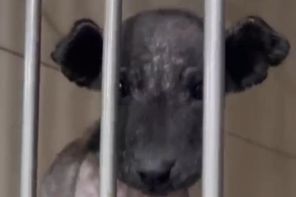 Víctimas de maltrato, el refugio animal Buenos Chicos tiene siete perros hospitalizados en estado gravem que necesItan ayuda.