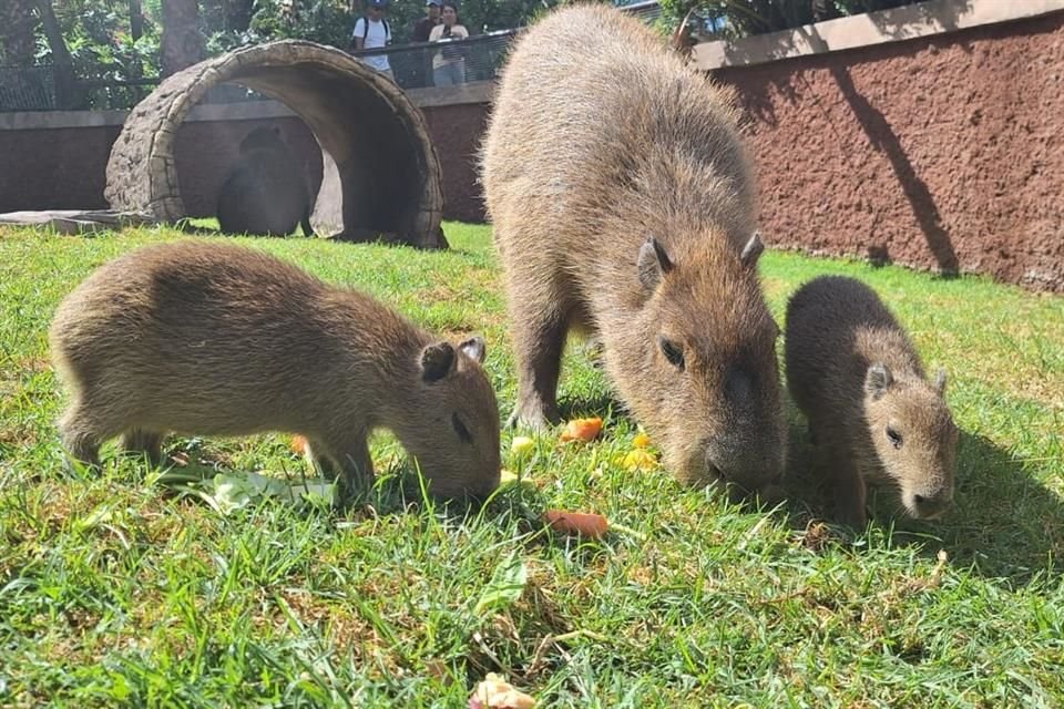 Hace un mes, nacieron en el Zoológico de Guadalajara tres capibaras, que son la atracción del parque animal.