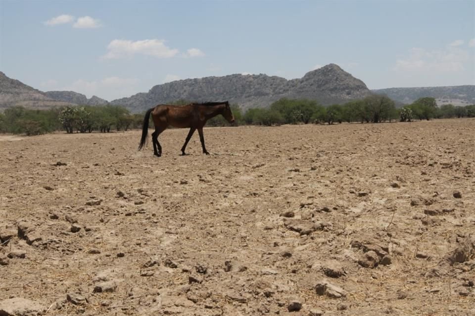 Al corte del 31 de marzo, seis Municipios de Jalisco fueron calificados por la Conagua en sequía extrema.