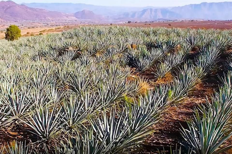 El Consejo regulador del Tequila informó que en el primer trimestre del año se han producido 130 millones de litros de tequila.