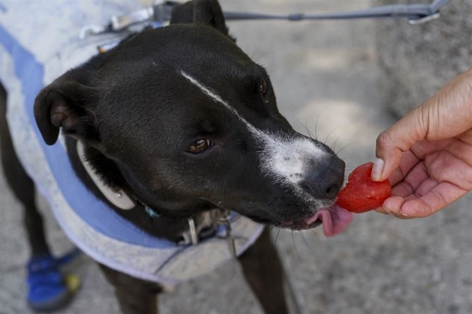 La app móvil cuenta con envío de alertas de extravío por geolocalización, cartilla veterinaria digital, directorio de lugares pet friendly, marketplace.