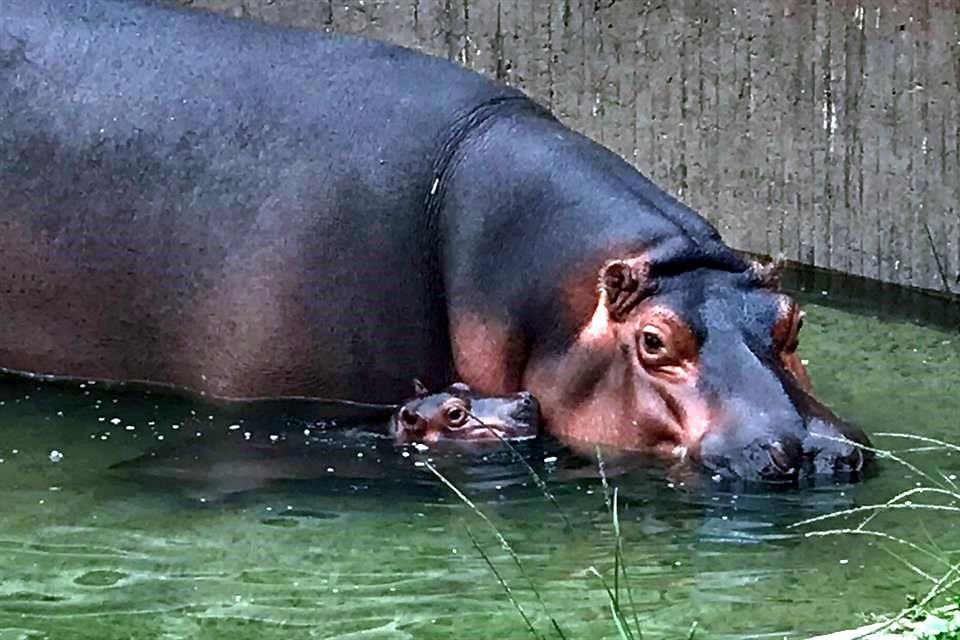 El Zoológico de Guadalajara tiene un nuevo inquilino: un bebé hipopótamo de río, que pesó 30 kilos al nacer.