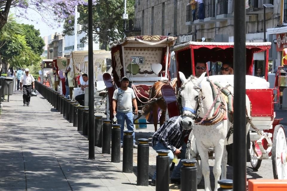 Por reglamento, cuando se llega a los 32 grados, los caballos deben ser llevados a la sombra para descanso e hidratación.